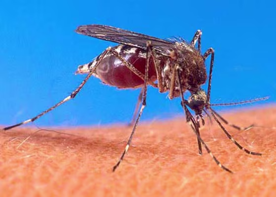 Image: Mosquito